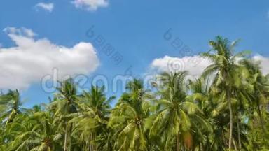 延时视频：阳光明媚的一天，椰树在蓝天背景上阴云密布